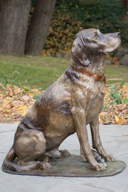 German Shorthair